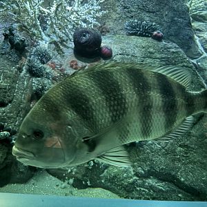 Ocean Wonders: Sharks!- Sheepshead