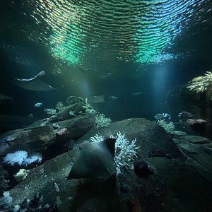 Ocean Wonders: Sharks!- Discover New York Waters