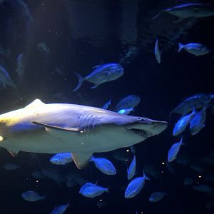 Ocean Wonders: Sharks!- Sand Tiger Shark