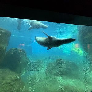 Sea Cliffs- Sea Lion Underwater Viewing