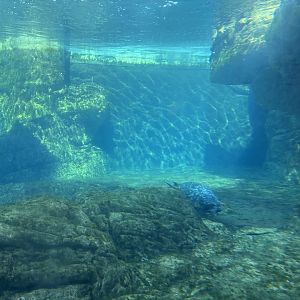 Sea Cliffs- Harbor Seal Underwater Viewing