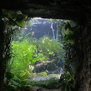 Global Rivers- Crystal Red Shrimp Tank