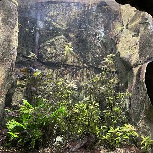 Global Rivers- Rainbowfish Tank