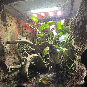 Global Rivers- Yellow-headed Poison Dart Frog Exhibit