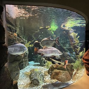 Global Rivers- Mixed-Species Tank