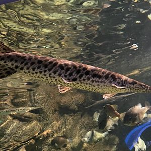 Global Rivers- Slender Gar Spp.