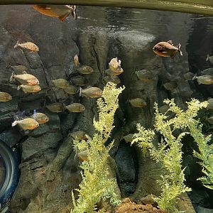 Global Rivers- Red-bellied Piranha Tank