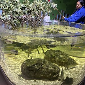Global Rivers- Banded Archerfish Tank