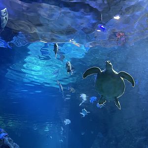 Shark Canyon- Green Sea Turtle