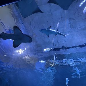 Shark Canyon- Sharks Overhead