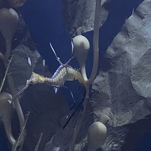 The Deep- Weedy Seadragon