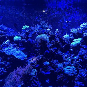The Deep- Coral Reef Tank