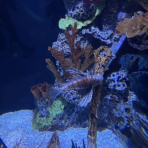 The Deep- Red Lionfish Tank