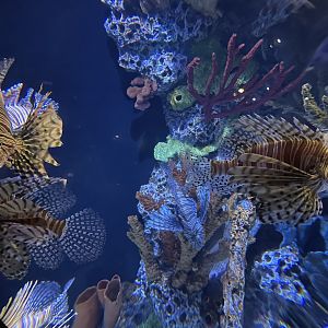 The Deep- Red Lionfish