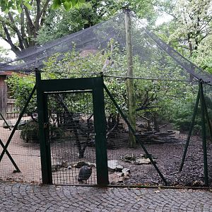 Blue eared-pheasant aviary