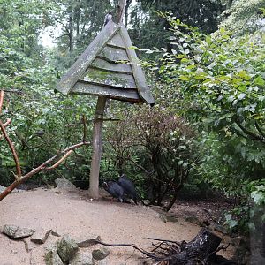 Blue eared-pheasant (Crossoptilon auritum)