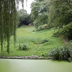 European White Stork meadow