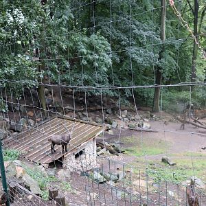 Alpine Ibex enclosure