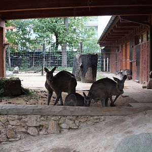 Eastern Grey Kangaroo (Macropus giganteus)