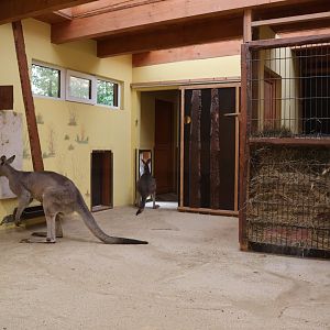 Eastern Grey Kangaroo (Macropus giganteus)