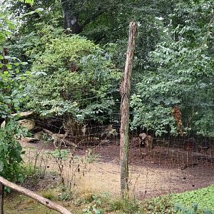 Persian Gazelle (Gazella subgutturosa subgutturosa)