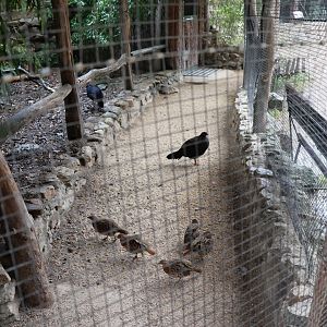 Tibetan Village - Edwards's Pheasant (Lophura edwardsi) and Chinese Bamboo-partridge (Bambusicola thoracica)