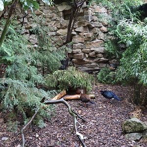Tibetan Village - Edwards's Pheasant (Lophura edwardsi) and Chinese Bamboo-partridge (Bambusicola thoracica)