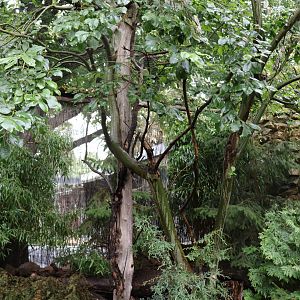 Tibetan Village - Edwards's Pheasant and Chinese Bamboo-partridge aviary