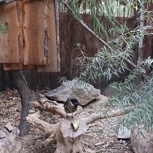 Tibetan Village - Spotted Laughingthrush (Lanthocincla ocellata)