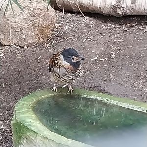 Tibetan Village - Spotted Laughingthrush (Lanthocincla ocellata)