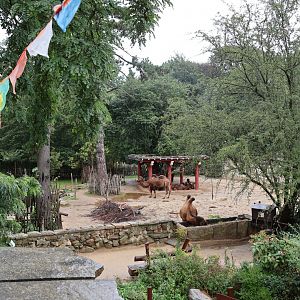 Tibetan Village - Bactrian Camel (Camelus ferus f. bactrianus)