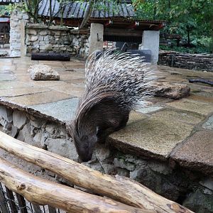 Tibetan Village - Indian Crested Porcupine (Hystrix indica)