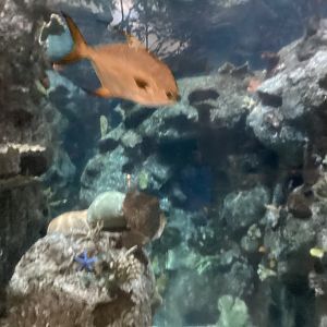 At Coral Reef Tunnel at Mandalay Bay - Seen December 20th 2024