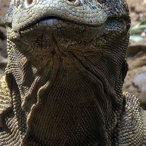 Komodo dragon