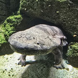 Chinese giant salamander
