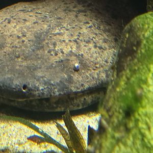 Chinese giant salamander