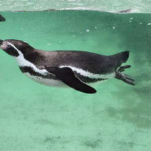 Humbolt penguin