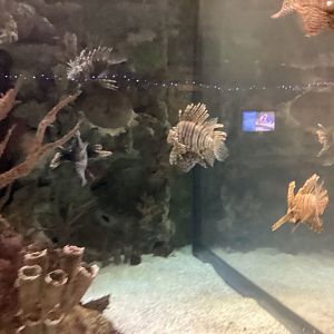 Red Lionfish - Seen December 20th, 2024