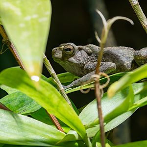 Yellow-spotted tree toad (Rentapia flavomaculata)