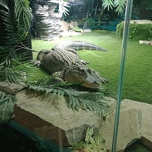 American alligator