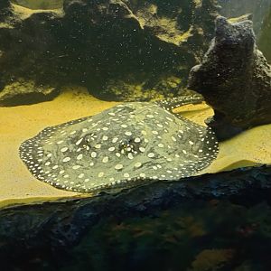 White-blotched river stingray