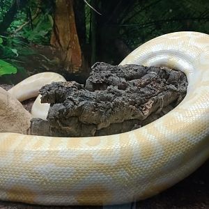 Leucistic Burmese python
