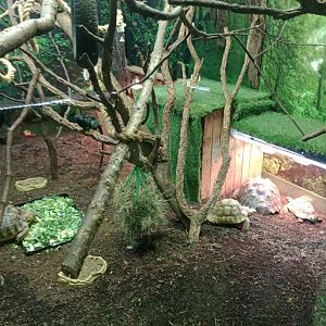 Golden-handed tamarin exhibit