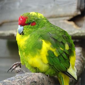Red-fronted Kakariki, 30th October 2024