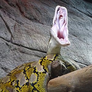 Reticulated Python, 30th October 2024