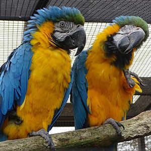 Blue and Yellow Macaws, Alfie and Chester, 30th October 2024
