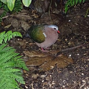 Emerald Dove, 30th October 2024
