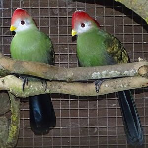 Red-crested Turacos, 30th October 2024