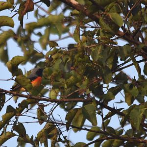 Small Minivet, Nagarahole Tiger Reserve, 24th November 2024