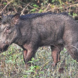 Wild Boar, Nagarahole Tiger Reserve, 24th November 2024